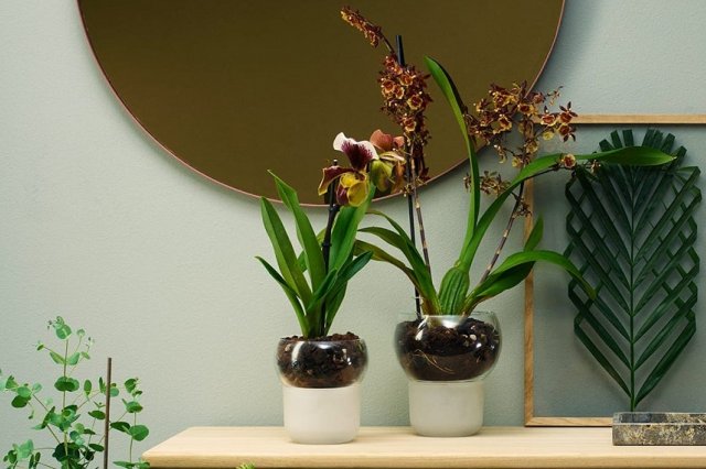 орхидеи в стекле