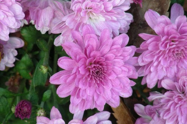 Съедобные цветы – фото, описание, выращивание