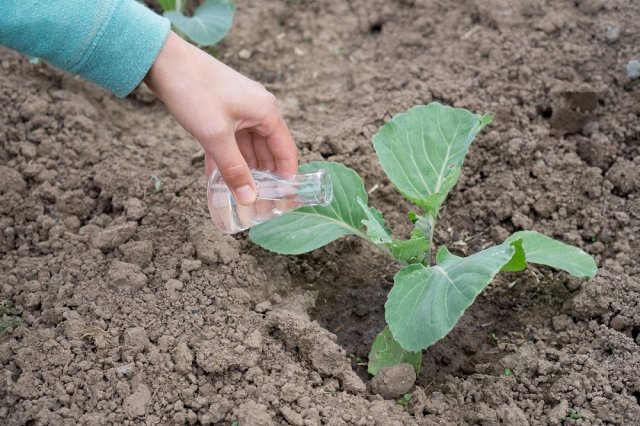 Как вырастить отменный урожай капусты? В первую очередь стоит начать с грамотного посева и высадки рассады!