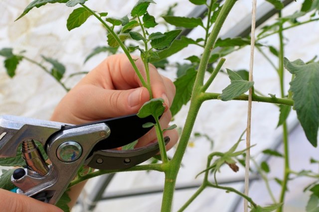 Что делать чтобы помидоры не росли в размерах и почему томаты растут в размерах и мало завязей образуют? В чем причина и как решить проблему