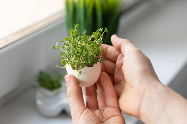 выращивание микрозелени в яичной скорлупе