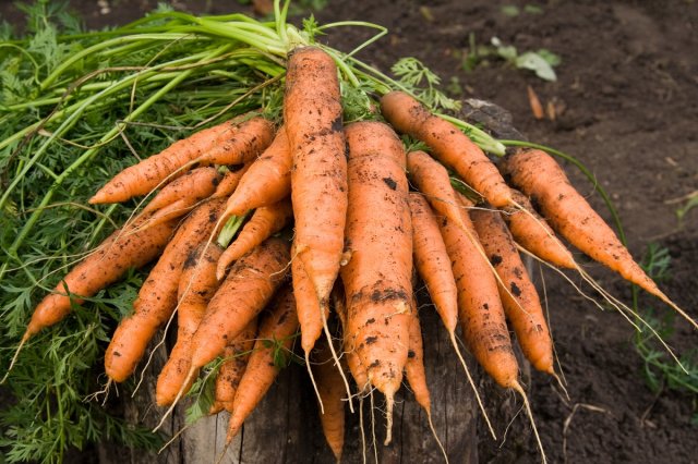 как спасти морковь