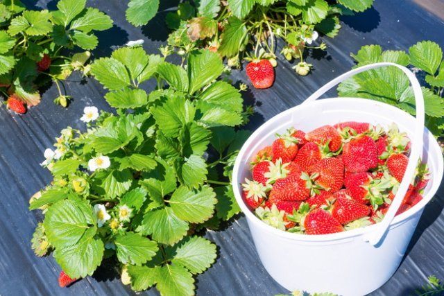 Выбирайте сорта с крупными ягодами - их гораздо легче собирать