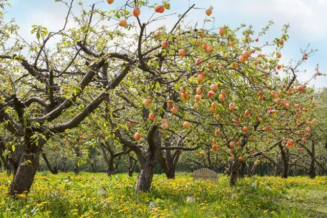 Планировка плодово-фруктового сада и огорода