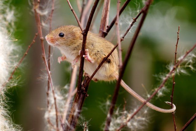 Мышь на дереве