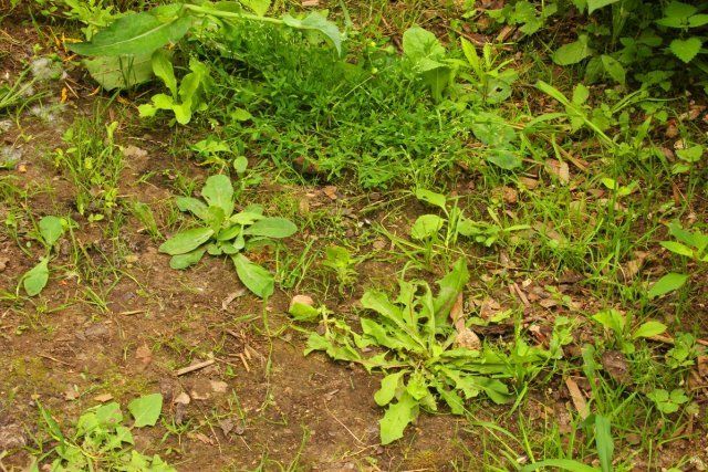 Weeds in a garden path/сорняки