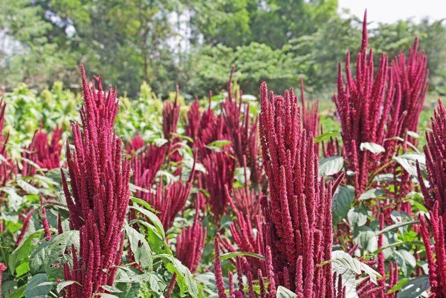 Индийский красный амарант/Amaranth is cultivated as leaf vegetables, cereals and ornamental plants. Genus is Amaranthus. Amaranth seeds are rich source of proteins and amino acids. Also known as thotakura in India