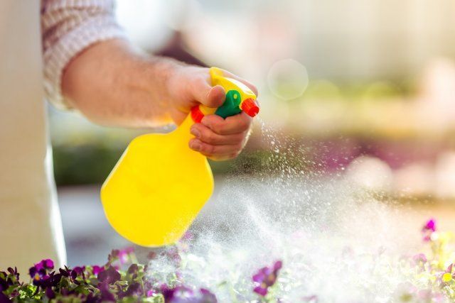 Handsome young man in apron is spraying water on plants in orangery, close-up