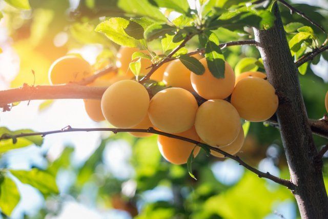 Желтые сливы / Yellow plums on tree branch. Fruits and leaves. Garden in summertime. Ingredient for tasty jam.