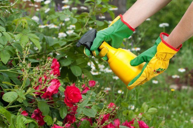 Spraying roses in a garden