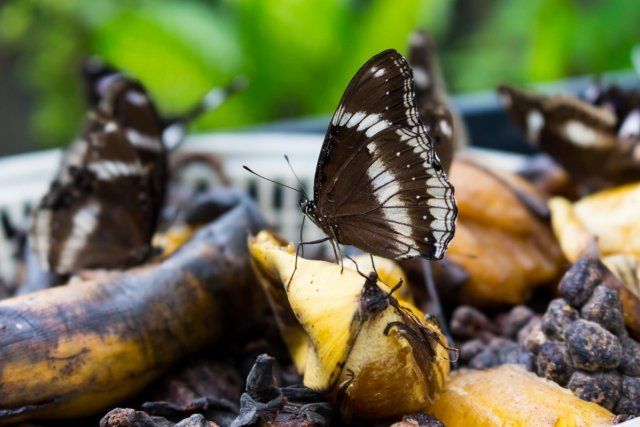 Бабочки на банановой кожуре