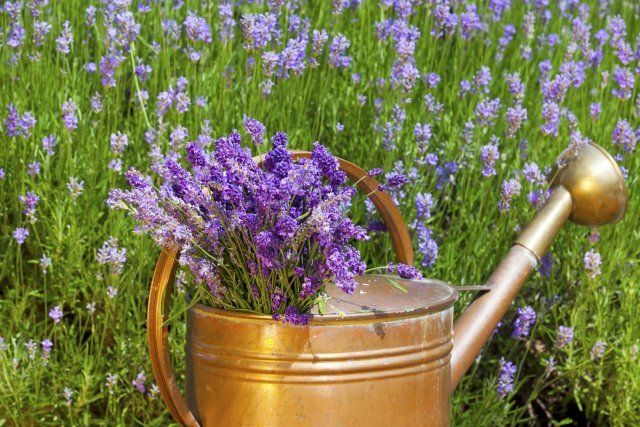 Freshly harvested lavender is in an old copper watering can in front of a lavender field in summer