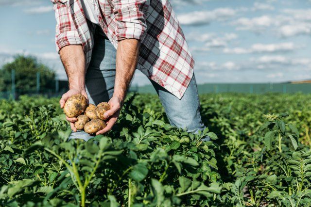 картофель в поле