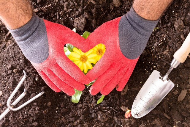 Gardener making a heart shape with his red gloved hands above a bush of bright colorful yellow butter daisies as he transplants them into the soil - Butter Daisies In My Heart