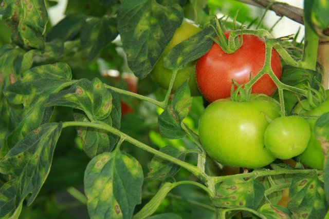 Обилие листьев и плохая вентиляция куста способствуют развитию заболеваний томата