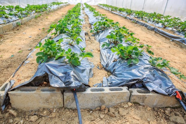Выращивание клубники на высоких грядках по финской технологии | В саду ()
