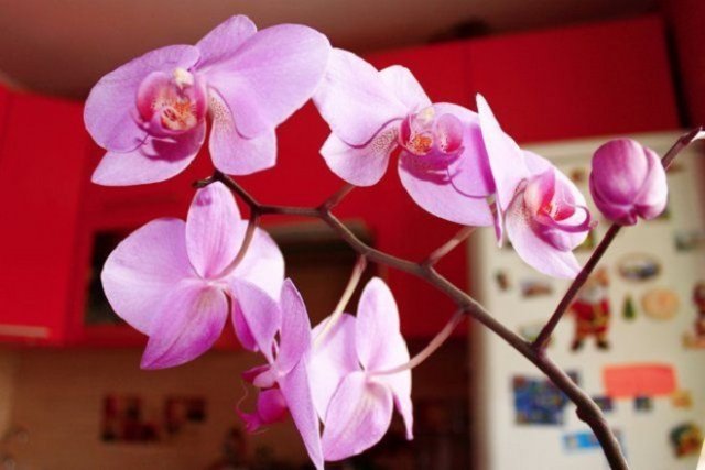 орхидеи в горшках