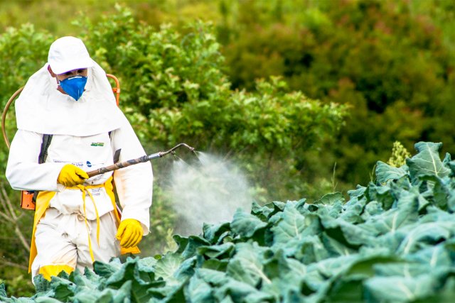 Обработка капусты пестицидами