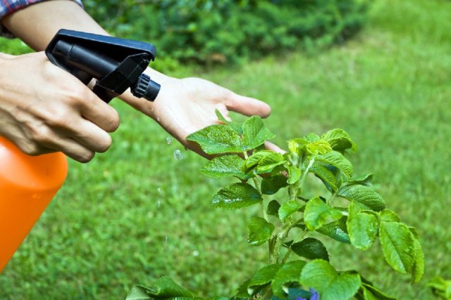 7 способов применения хвои на садовом участке