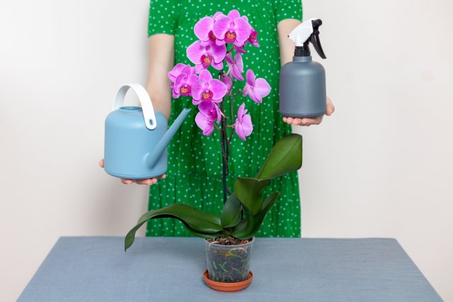 Подкормка орхидей