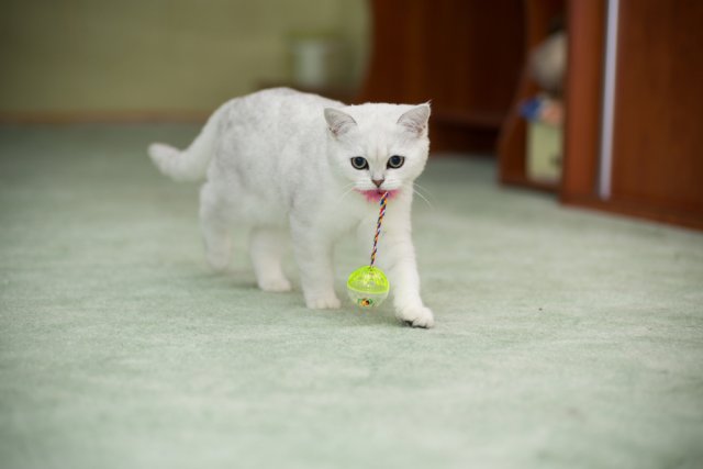 Кошка с игрушкой