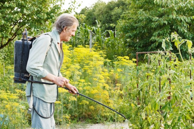 мужчина обрабатывает огород препаратом сенной палочки