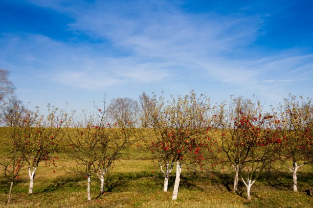 Яблоневый сад осенью