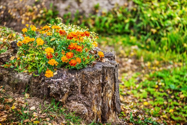 Orange marigold in flowerbed in stum, summer city park.