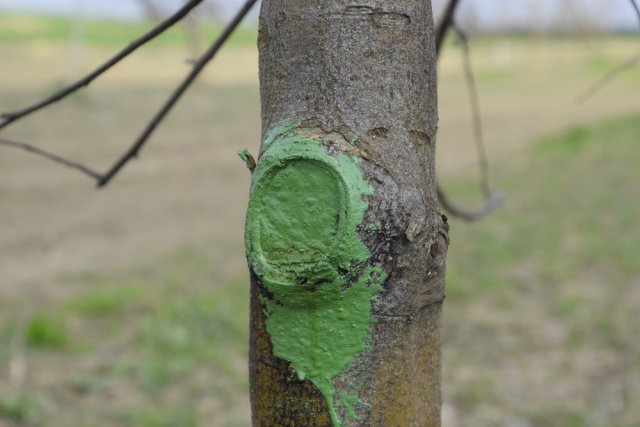 Масляная краска на дереве