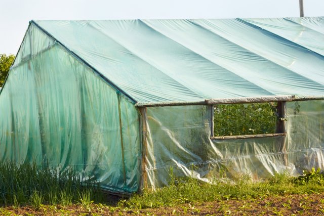 Part of spring-summer wooden greenhouse covered by film turquoise hue with tomatoes inside