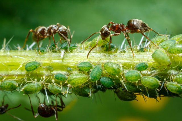 муравьи и тля взаимодействие средства от муравьев