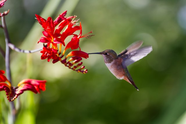 колибри опыляет цветок