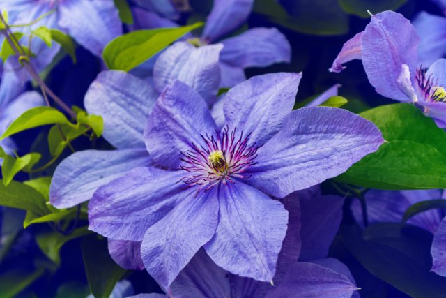 Summer landscape. colorful and bright flowers clematis