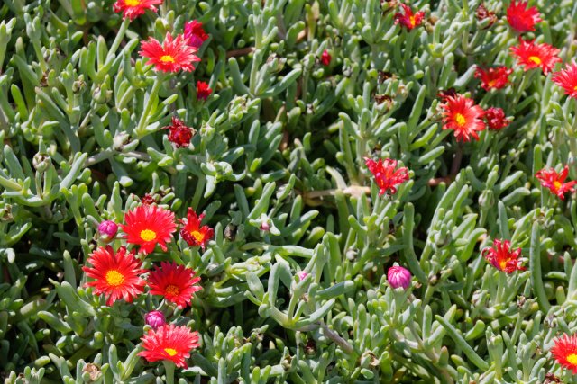 Mesembryanthemums 
