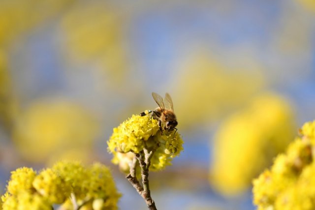 пчела на цветках кизила