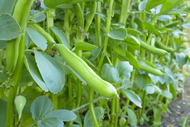 Broad bean pods closeup growing on a plant in a vegetable allotment
