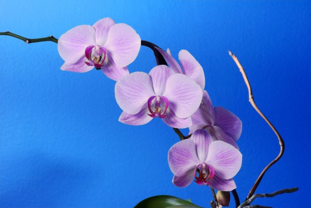 Цветы орхидеи фаленопсис