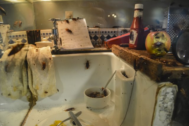 грязная кухня с тараканами