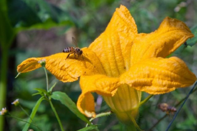 Съедобные цветы – фото, описание, выращивание