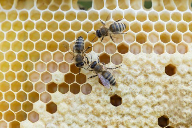 Чем полезны продукты пчеловодства: мед, перга, прополис, забрус ...