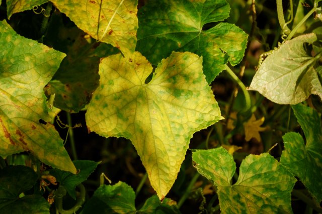 Желтые листья у огурцов