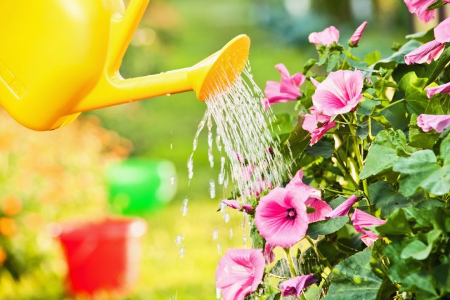 поливать цветы
