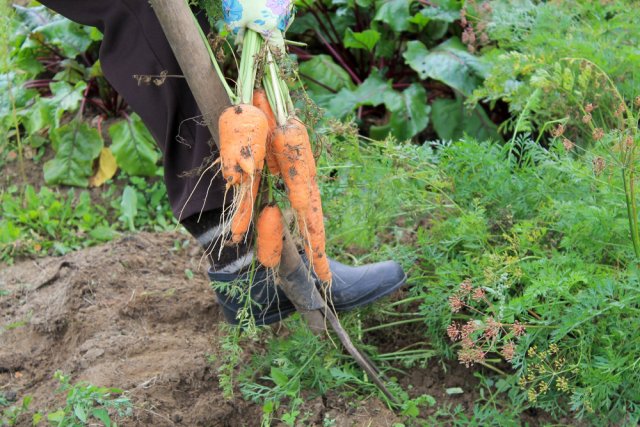 копать морковь