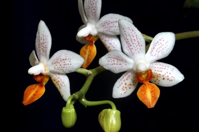 Орхидея фаленопсис Мини Марк (Mini Mark)