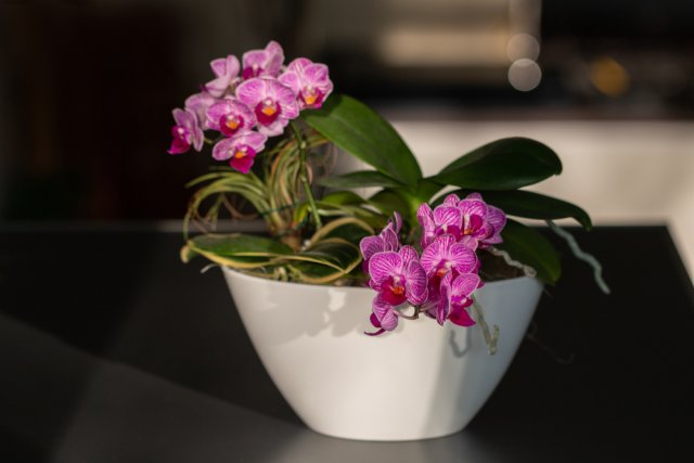 Орхидея фаленопсис Сого Вивьен (Sogo Vivien)