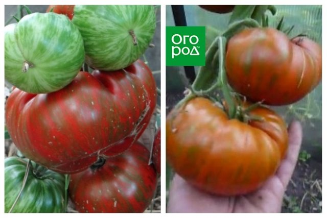 полосатые томаты лучшие сорта фото отзывы