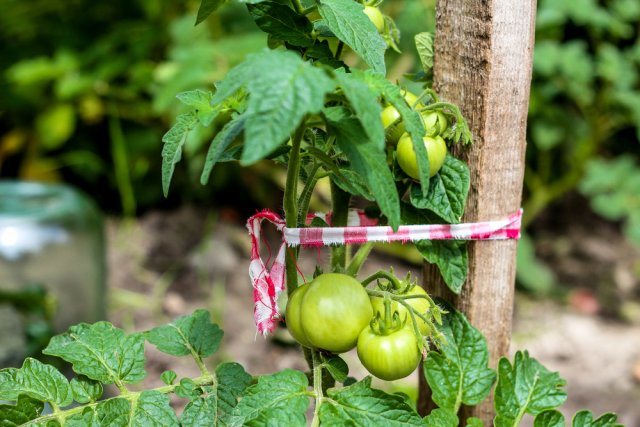 Прищипка томатов в открытом грунте