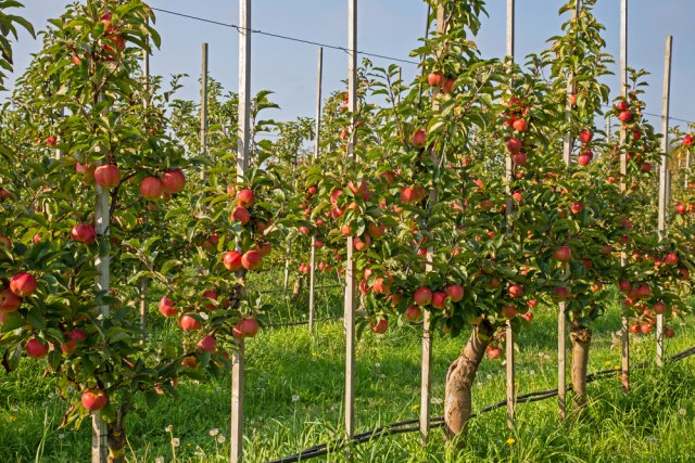 Яблоневый сад на шпалерах