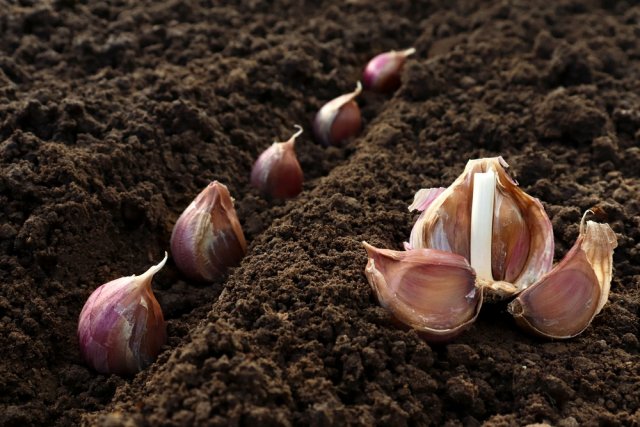 За сутки до посадки ярового чеснока в открытый грунт весной посадочный материал следует занести в теплое помещение для прогрева и активации процессов роста.