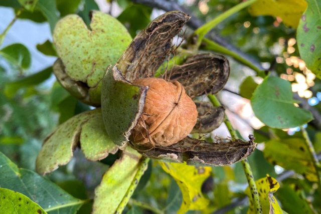 Чтобы грецкие орехи долго хранились, не теряли своих вкусовых качеств и полезных свойств, плоды с деревьев нужно, во-первых, вовремя и правильно собрать, и, во-вторых, как следует высушить